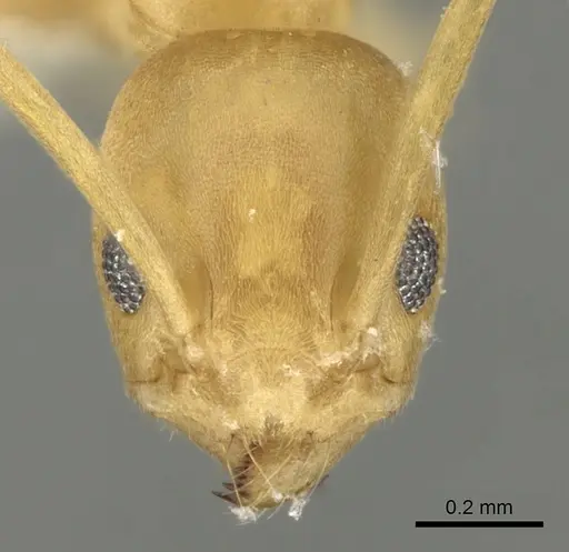 Tapinoma luteum - CASENT0280676