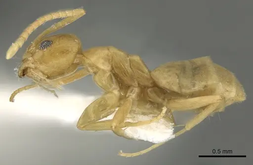 Tapinoma luteum - CASENT0280676