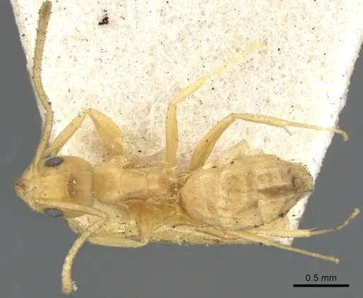 Tapinoma luteum - CASENT0903072