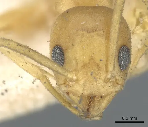 Tapinoma luteum - CASENT0903072