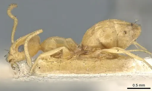 Tapinoma luteum - CASENT0903072