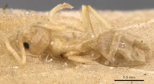 Tapinoma luteum - CASENT0905073