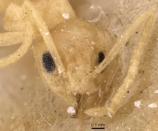 Tapinoma luteum - CASENT0905073