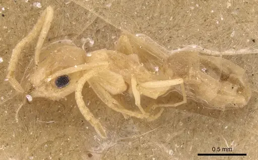 Tapinoma luteum - CASENT0905073