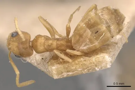 Tapinoma luteum - CASENT0905074