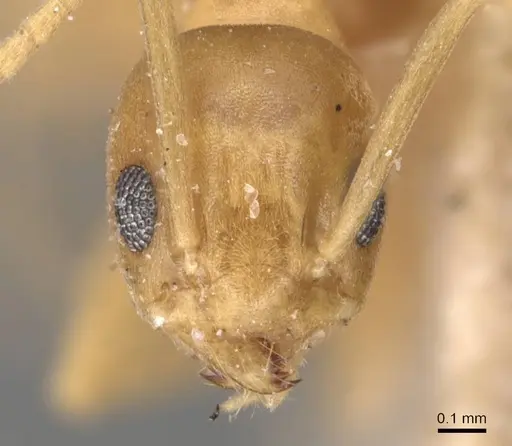 Tapinoma luteum - CASENT0905074