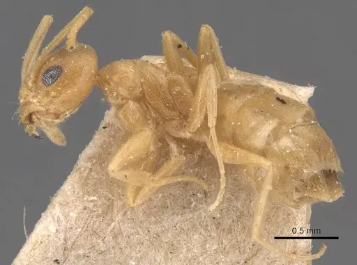 Tapinoma luteum - CASENT0905074