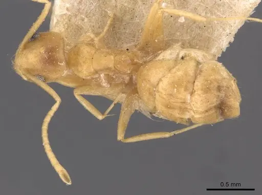 Tapinoma luteum - CASENT0907584