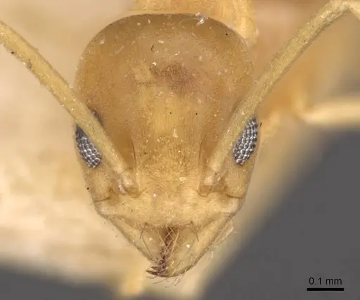 Tapinoma luteum - CASENT0907584