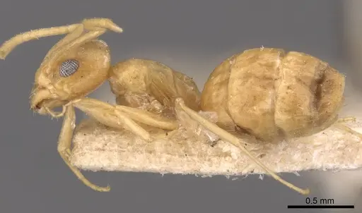 Tapinoma luteum - CASENT0907584