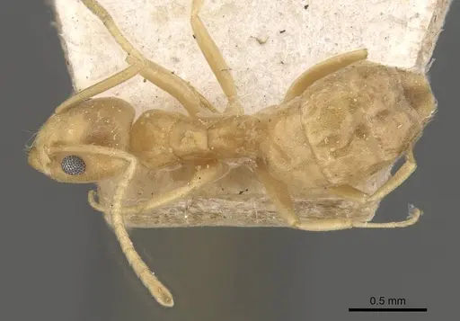 Tapinoma luteum - CASENT0909785