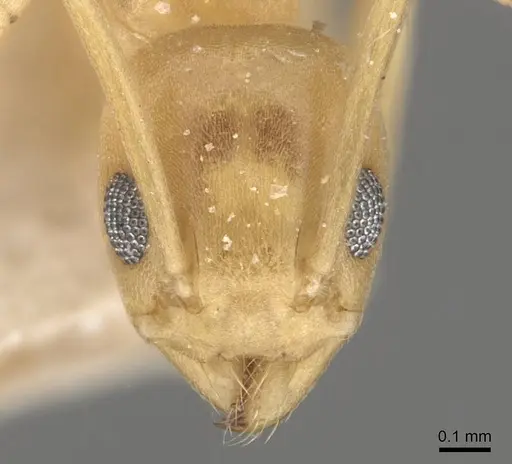 Tapinoma luteum - CASENT0909785