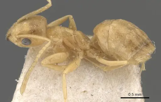 Tapinoma luteum - CASENT0909785