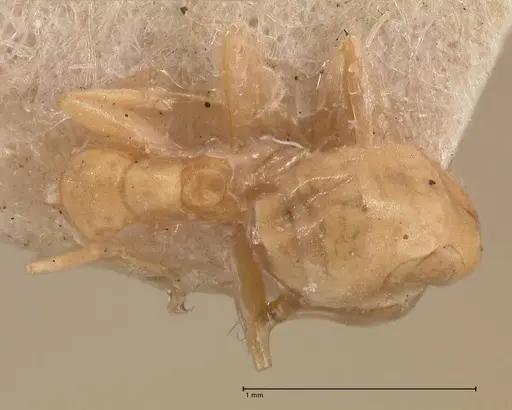 Tapinoma luteum - FOCOL0776