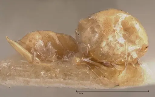 Tapinoma luteum - FOCOL0776