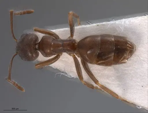 Tapinoma madeirense specimen