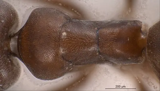 Tapinoma madeirense specimen