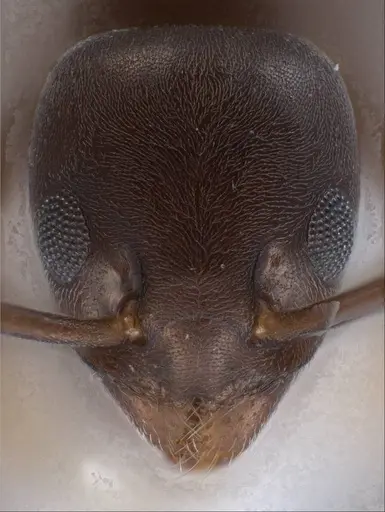 Tapinoma madeirense - ANTWEB1008464