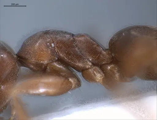 Tapinoma madeirense - ANTWEB1008464