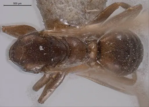 Tapinoma madeirense - ANTWEB1008467