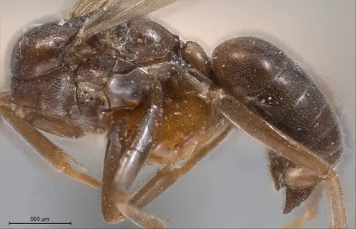 Tapinoma madeirense - ANTWEB1008467