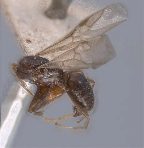 Tapinoma madeirense - ANTWEB1008467