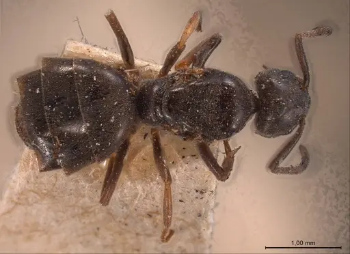 Tapinoma madeirense - ANTWEB1008475