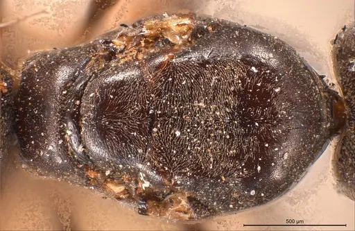 Tapinoma madeirense - ANTWEB1008475