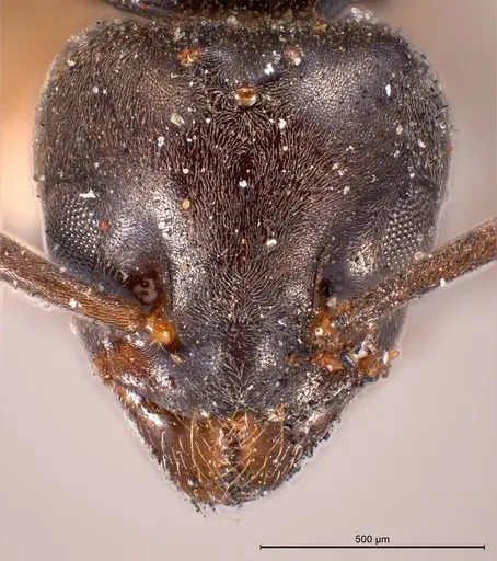 Tapinoma madeirense - ANTWEB1008475