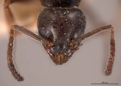 Tapinoma madeirense - ANTWEB1008475