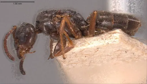 Tapinoma madeirense - ANTWEB1008475