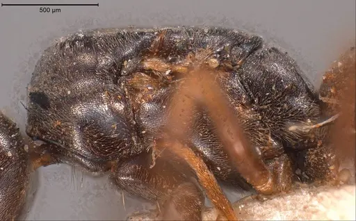 Tapinoma madeirense - ANTWEB1008475