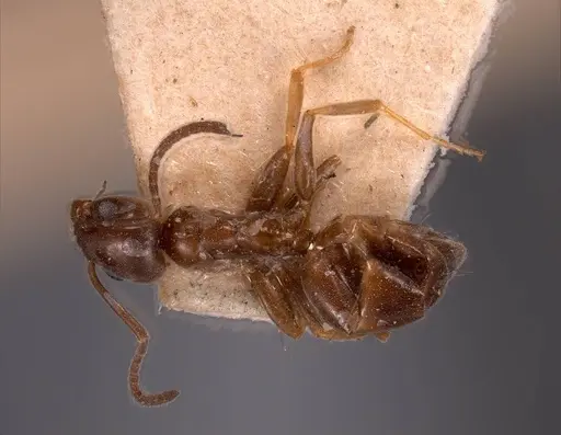 Tapinoma madeirense - ANTWEB1008476