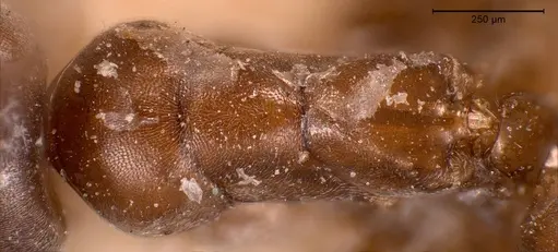 Tapinoma madeirense - ANTWEB1008476