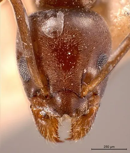 Tapinoma madeirense - ANTWEB1008476