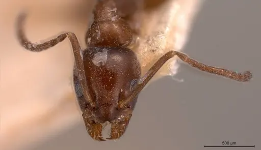 Tapinoma madeirense - ANTWEB1008476