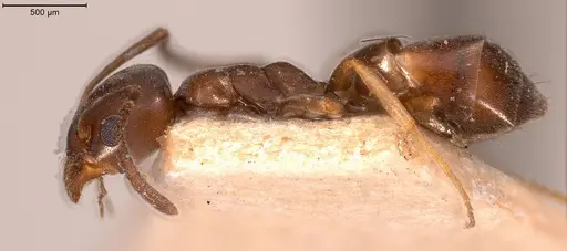 Tapinoma madeirense - ANTWEB1008476