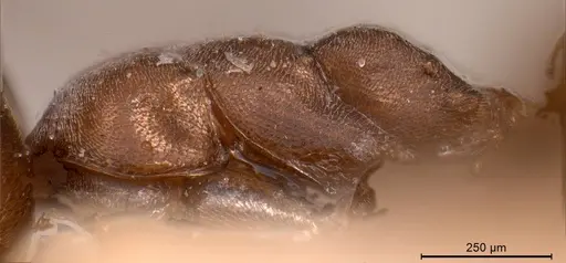 Tapinoma madeirense - ANTWEB1008476