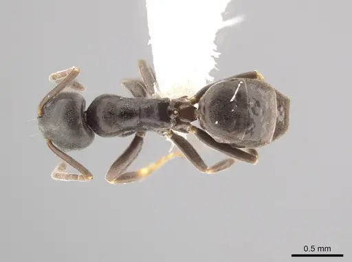 Tapinoma madeirense - CASENT0653558