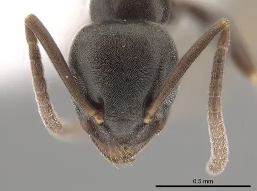 Tapinoma madeirense - CASENT0653558