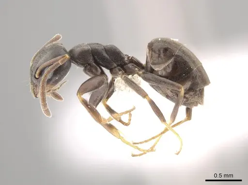 Tapinoma madeirense - CASENT0653558