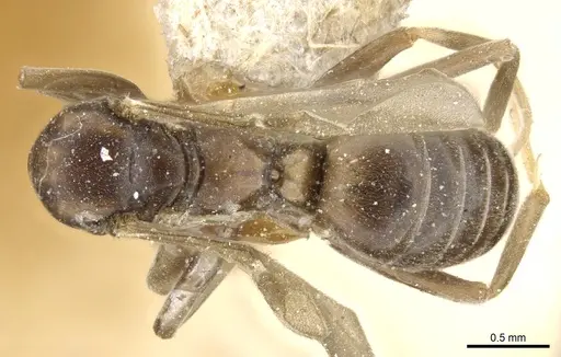 Tapinoma madeirense - CASENT0904024