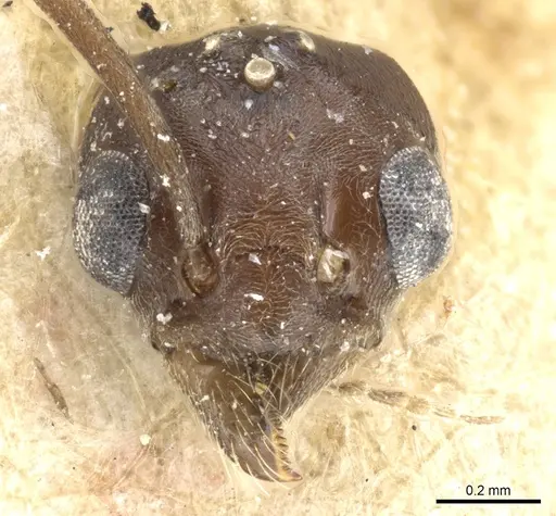 Tapinoma madeirense - CASENT0904024