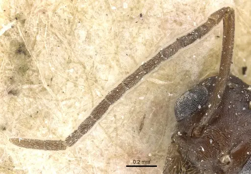 Tapinoma madeirense - CASENT0904024