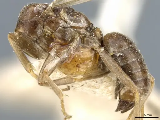 Tapinoma madeirense - CASENT0904024