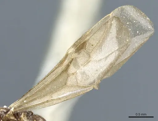 Tapinoma madeirense - CASENT0904024