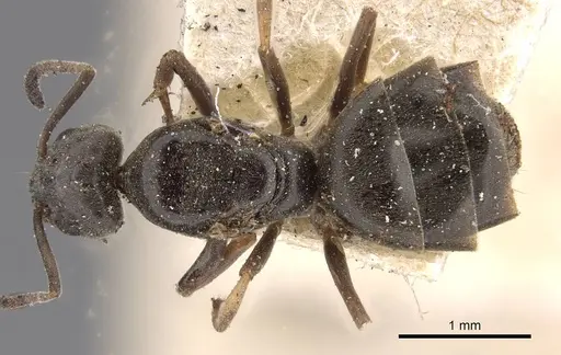 Tapinoma madeirense - CASENT0909760