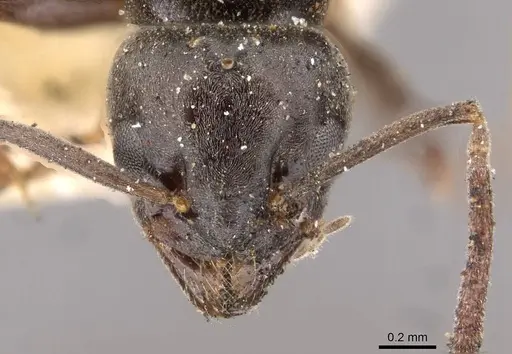 Tapinoma madeirense - CASENT0909760