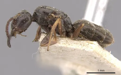 Tapinoma madeirense - CASENT0909760