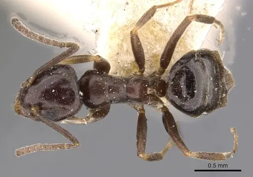 Tapinoma madeirense - CASENT0909761